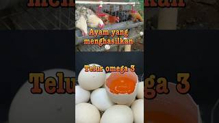 Download lagu ayam yang menghasilkan telur omega3 #shorts #ayampetelur mp3