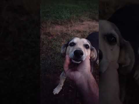 Meu amigo desconhecido ( Serra Canastra - Vargem Bonita MG 🇧🇷