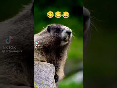 kuddus,,,,,aa kuddus ,,#shorts #kuddus #trending #funny #viral#viralshorts#viral #trending