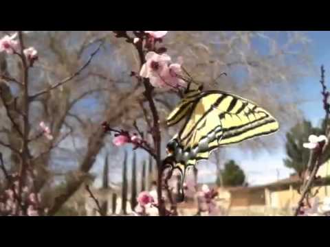 Butterfly In Plum Tree