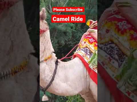 Camel Ride @Travel Unseen