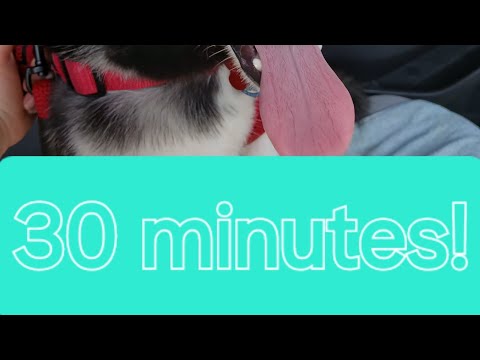 30 minutes of Rocket, the siberian husky
