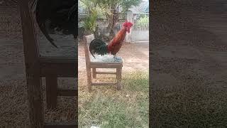 Download lagu Ayam ketawa ngekek unik #ayam #unik #viral mp3 Download lagu Ayam ketawa ngekek unik #ayam #unik #viral mp3