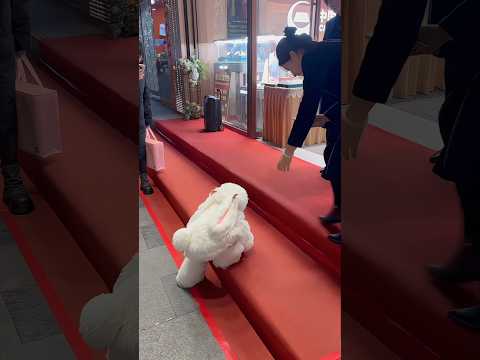 “When This Bunny Kid Stole Everyone’s Heart 🤯~mini wood toy-woodworking art skill/wood hand #shorts