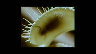 The Vaccines - Want U so bad (VA)