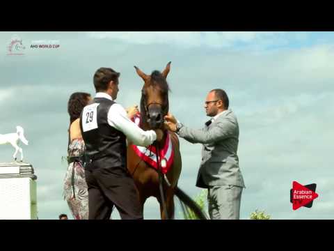 2nd PLACE N.17 HDM MARIA APAL - Chantilly 2017 World Cup - Fillies Championship (Class 12)