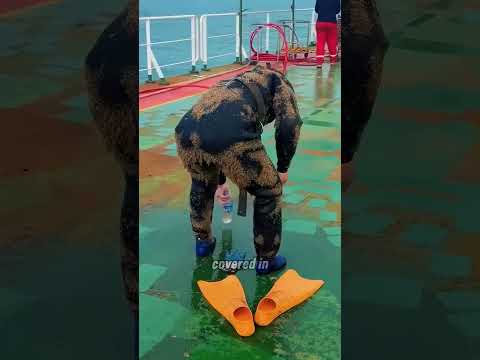 Why do fish swim into a diver's suit?