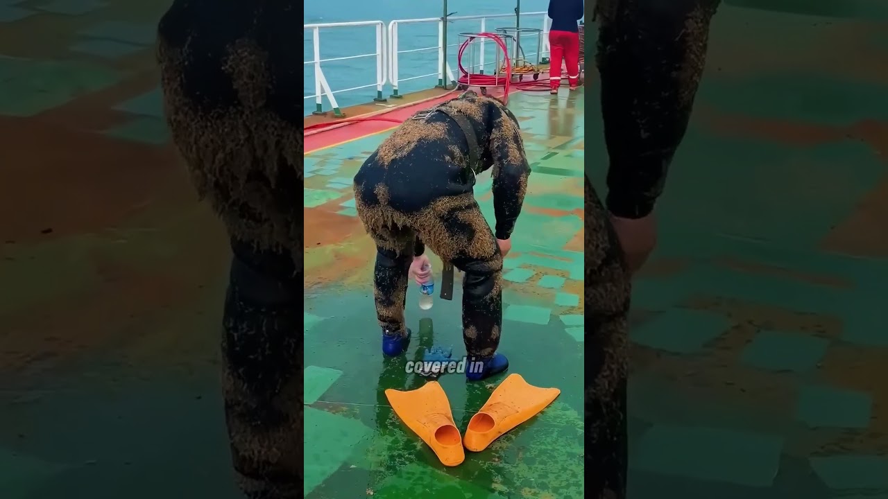 Why do fish swim into a diver's suit?