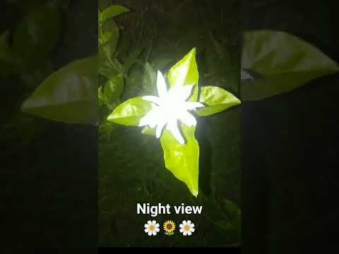 flowers#night view🌼🌻🌼