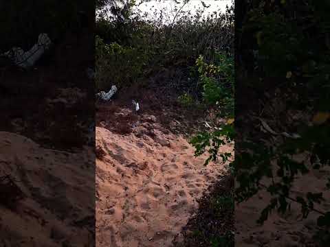 #beach #beautiful #kokanbeach #lovestatus #love