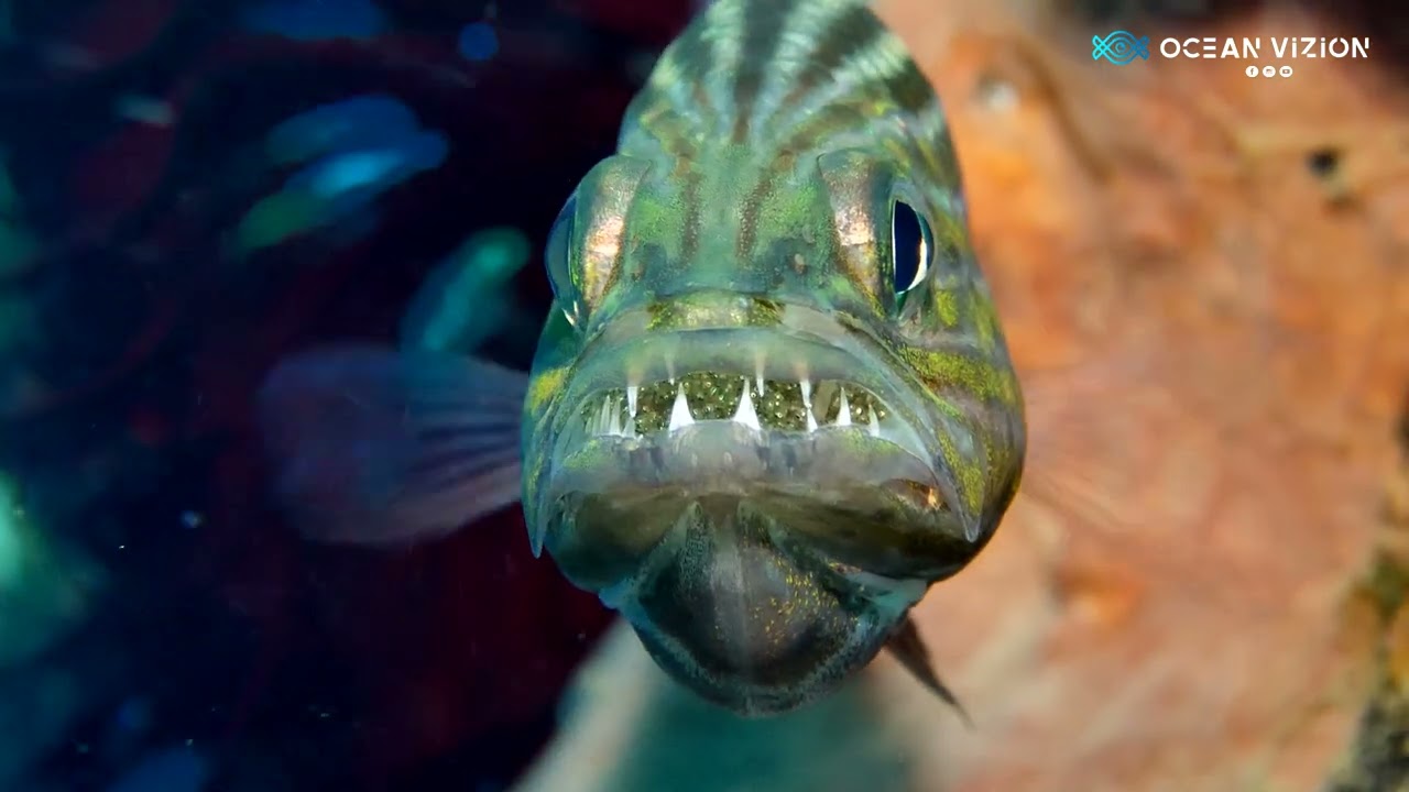 Tiger Cardinal Fish [ with eggs in mouth ]