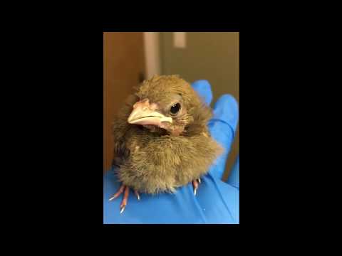 Chatty baby cardinal