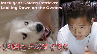 [CC] 강형욱 최초로 상황실 뛰쳐나가다! 지능적으로 보호자 무시하는 골든 레트리버 '도리' [개는 훌륭하다], KBS 201109 방송