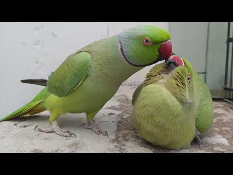 La femme de Mittu est tout à fait prête pour.. 🫣🫣🫣 | drôles de perroquets