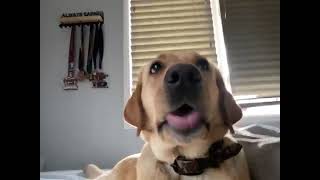 Download lagu 78994771174  B266FCEA 3C7F 4779 BB93 4067688C68B2 mp3