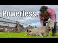 A Day To Forget. Australian Sheep Farm Vlog