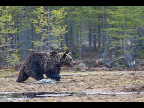 Björn i Hälsingland