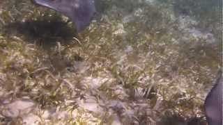 preview picture of video 'Snorkeling with southern stingrays @ Caye Caulker, Belize'