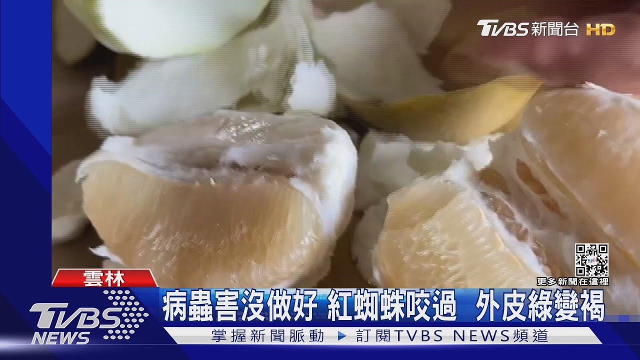獨眼農46年老欉文旦　很甜但外皮賣相差