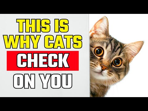 10 Reasons Why Your Cat Keeps Checking on You