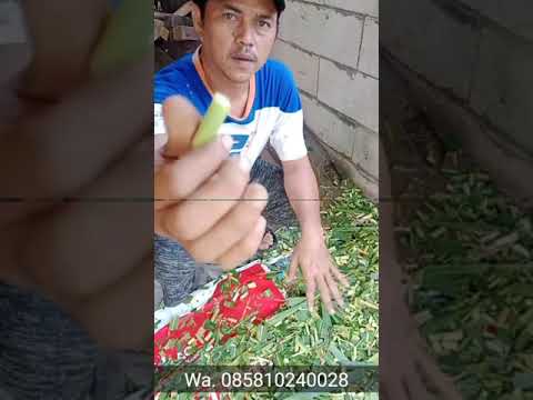 Mesin cacah//Chopper Multy Type JG30