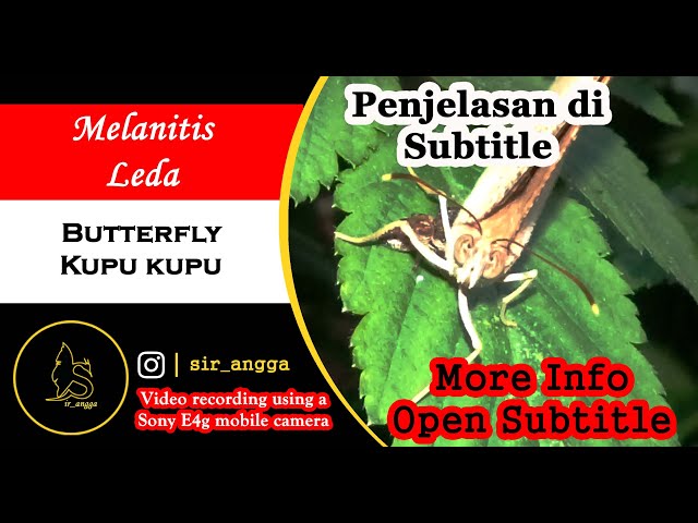Video Pronunciation of Leda in English Video Pronunciation of Leda in English