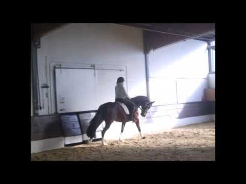 JAVELIEN 4j. Wall. v. Royal Dance - Zambuka VB 10.000,- Euro