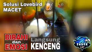 Download lagu Suara Anakan Lovebird Minta Makan, Suara CindiL Lapar minta diLoLoh, Menaikan Birahi dan Emosi LB mp3