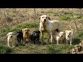 Abandoned Mama Dog Keeps Her Puppies Safe Beside A Busy Road