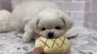 ハーフ犬の動画02