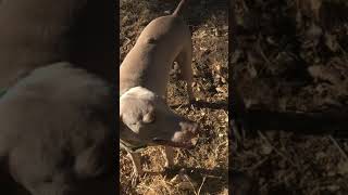 Weimaraner Puppies Videos