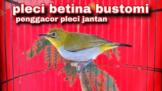 Download lagu Call Pleci Betina Bustomi Bikin Pleci Jantan Emosi Naik Birahi | Pleci Gacor mp3