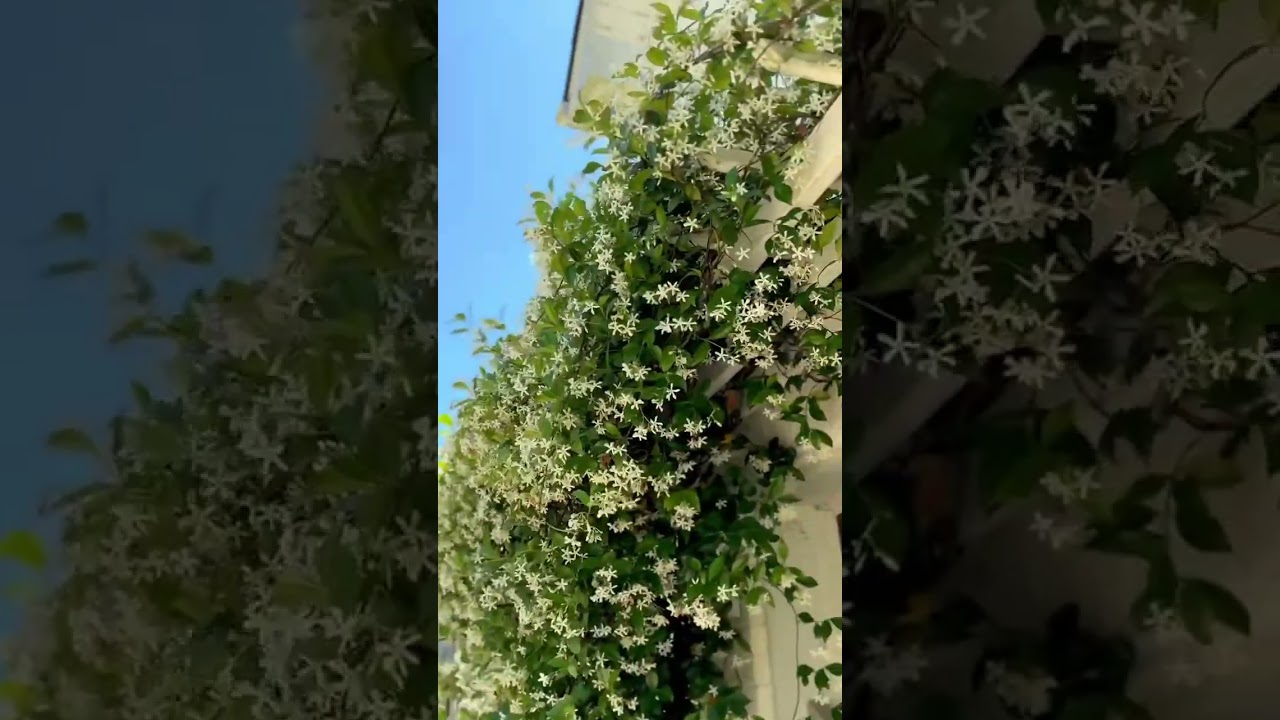 4 years later🤩 I wish you could SMELL this video! #shorts #starjasmine #trellis