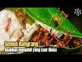 Semut Rangrang Pencipta Sarang Hidup