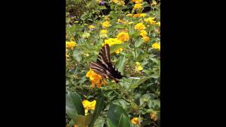 Zebra Swallowtails!