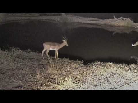 Djuma: Impala ram after dark getting a drink - 18:17 - 08/02/18