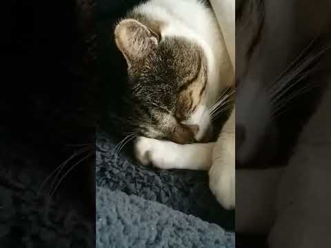 Cat sleeping with blanket on