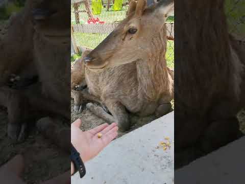 Green Codru Bihor, vizita 23mai2021