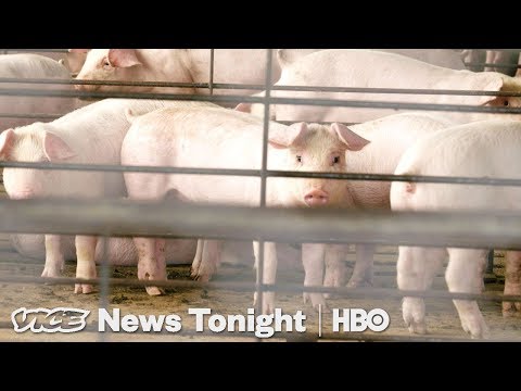 Why North Carolina Can’t Solve Its Hog Poop Problem (HBO)