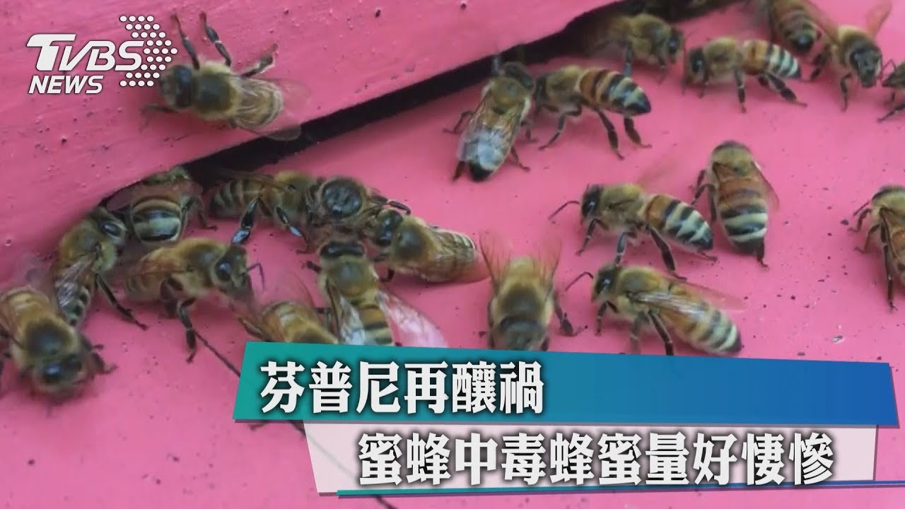 芬普尼再釀禍 蜜蜂中毒蜂蜜量好悽慘