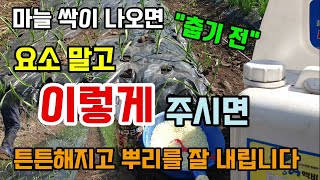 마늘싹이 나오면 춥기전 요소말고 이것 주시면 냉해없이 튼튼해지고 뿌리를 잘 내립니다