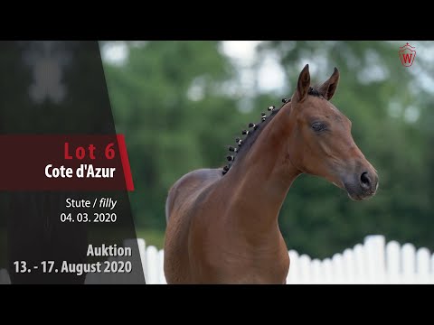 Online Fohlen-Auktion v. 13.-17.8.20: Lot 6 Cote d'Azur SF v. Cosmo Callidus NRW - Dance Star AT NRW