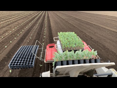 雨キャベツ、一般的な雨キャベツ 植物