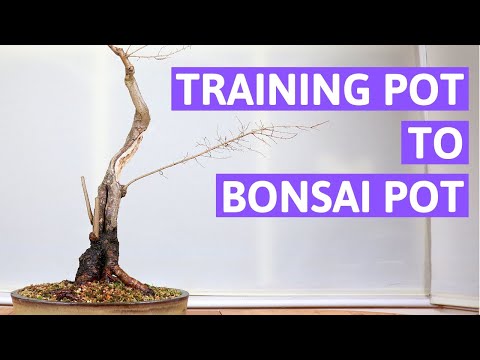 First Repotting of My BIG Chinese Elm Bonsai (Spring, 2019)