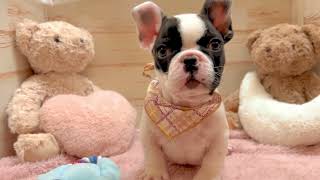 フレンチブルドッグの動画01