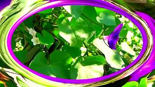 Bep Kennedy, I Should Have Said, Trebuia să fi spus