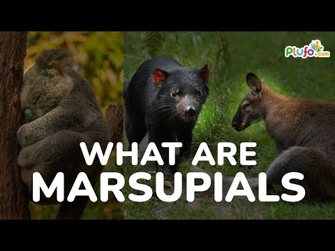 What are Marsupials Animals || Marsupial Mammals - Science for kids #marsupials #plufo #mammals