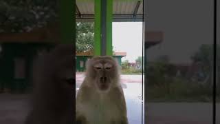 Download lagu Story' wa - video monyet Tik Tok lucu mp3