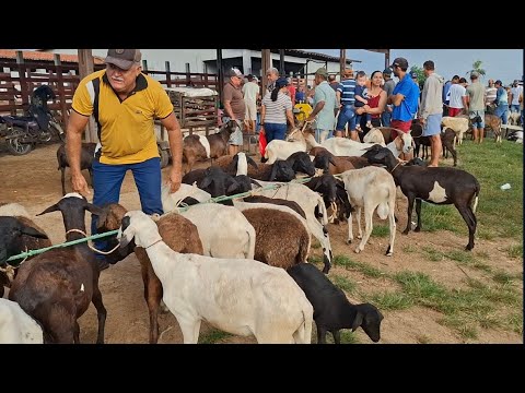 FEIRA DE ANIMAIS DE LAGOA DE PEDRAS-RN 10.08.2026