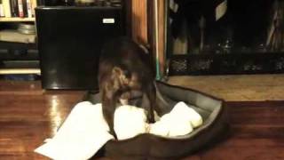 Henry making his bed